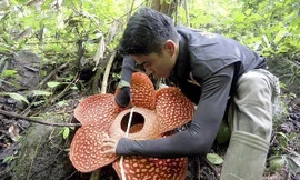 Chiêm ngưỡng loài hoa lớn nhất thế giới 