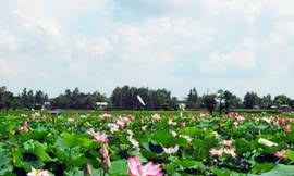 Đồng Tháp: Trồng sen cho thu nhập cao