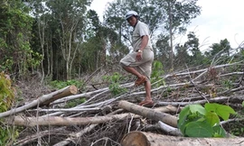 Có thể 'đóng cửa' rừng tự nhiên trên toàn quốc để ngăn chặn phá rừng