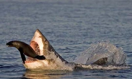 Cuộc chiến sinh tồn trong thế giới hoang dã