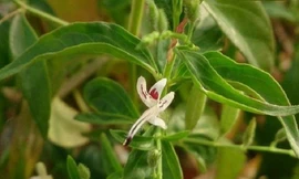 Cây xuyên tâm liên. Ảnh minh họa: Internet