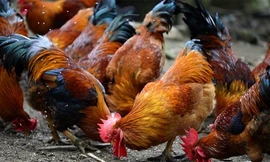 Ảnh minh họa: Internet