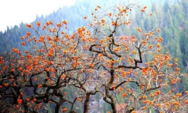 Rực rỡ thiên đường hồng chín ở Thanh Châu