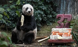 Jia Jia cùng chiếc bánh sinh nhật ngày "mừng thọ" 37 tuổi.