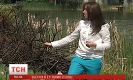 Hình ảnh bụi cây bị cháy rụi trên truyền hình TSN