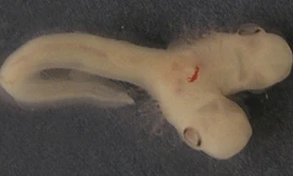 Phôi cá mập 2 đầu cực hiếm ở Tây Ban Nha