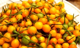 Loại ớt charapita đắt nhất thế giới
