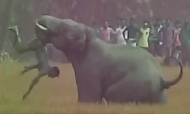 Con voi hoang điên cuồng quật chết người ở làng Bhatar, Tây Bengal, Ấn Độ.