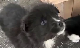 Chú chó nhỏ chui ra từ chiếc hộp nghi là có bom