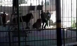 Con sư tử tấn công người huấn luyện.