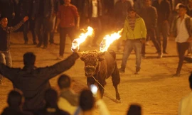 Bò tót sừng lửa điên cuồng trong lễ hội