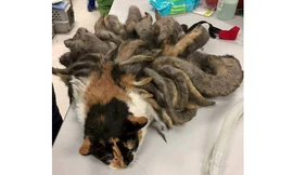 Chú mèo có bộ lông như bạch tuộc