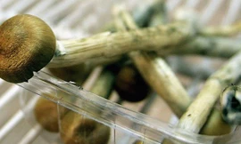 Nấm ma thuật có khả năng gây ảo giác.