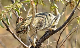 Tắc kè đổi màu khi bị rắn nuốt chửng