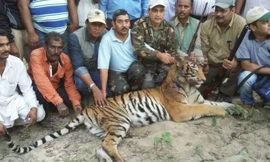 Con hổ dữ bị tiêu diệt.