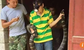 Con rắn hổ mang được đưa ra khỏi ngôi nhà.