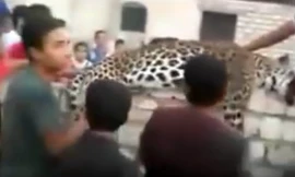 Con báo bị cảnh sát bắn chết sau khi vồ chết bé gái 9 tuổi.