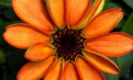 Bông hoa đầu tiên nở ngoài vũ trụ