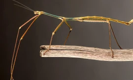 Phryganistria chinensis Zhao được đặt tên theo nhà khoa học phát hiện ra nó