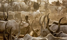 Một người đàn ông Mundari giữa đàn bò. 