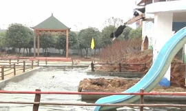 Những chú lợn được nhảy cầu tập bơi để tăng chất lượng thịt.