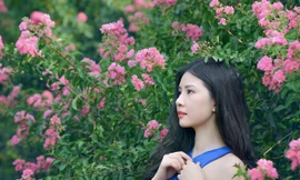 Rực rỡ những con đường hoa tường vi giữa lòng Hà Nội