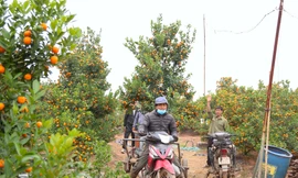 Thủ phủ quất cảnh Hoài Đức đắt hàng, giá tăng hơn 10%