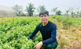 Tiến sĩ du học Nhật bỏ việc về khởi nghiệp với nông nghiệp hữu cơ