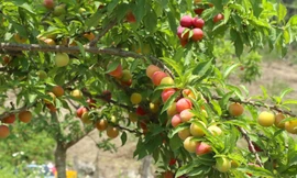 Lạc vào vườn mận bạt ngàn ở Mộc Châu