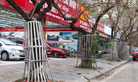 Những cách trồng cây độc nhất vô nhị trên vỉa hè Hà Nội