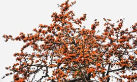 Hoa gạo rực đỏ tại nhiều tuyến phố Hà Nội