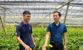 Trồng hoa đồng tiền công nghệ cao, chàng nông dân Thủ đô 'kéo' cả HTX cùng làm giàu