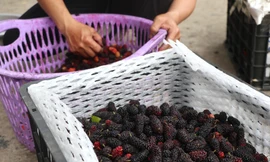 Nông dân Hà Nội thu tiền triệu mỗi ngày từ quả dâu 