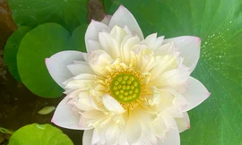 Người dân Hà Nội 'hái' ra tiền nhờ bán hoa, giống sen đầu mùa