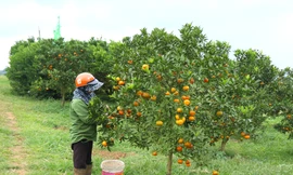 Xuất khẩu rau quả đạt kỷ lục 7,2 tỷ USD