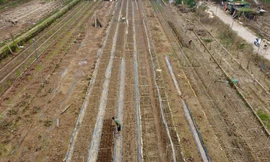 Những cánh đồng hoa 'biến mất' giữa mùa đẹp nhất Hà Nội 