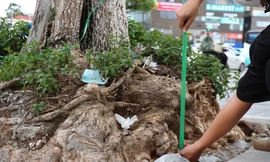 Trồi cả gốc rễ, hàng loạt cây xanh nguy cơ gãy đổ sau khi cải tạo vỉa hè