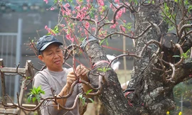 'Hái ra tiền' từ dịch vụ hồi sinh đào sau Tết 