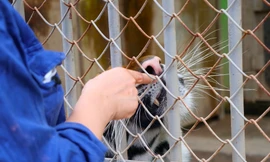 Nghề bảo mẫu của 'chúa sơn lâm'