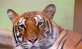 8 cá thể hổ được giải cứu ở Nghệ An hiện giờ ra sao?