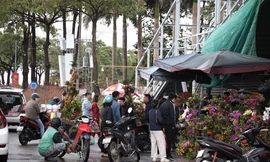 27 Tết, người dân 'đội' mưa mua đào, quất giảm giá