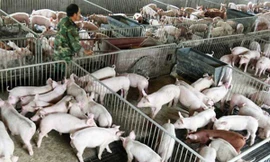 Dịch tả lợn châu Phi đang gây thiệt hại lớn ở Trung Quốc