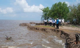 Báo động nhiều điểm sạt lở ở Cà Mau