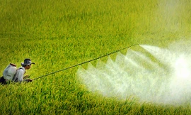 Dù vấn đề sử dụng thuốc bảo vệ thực vật đã có nhiều tiến bộ, nhưng nhiều tình trạng lạm dụng thuốc vẫn đáng báo động 