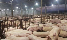 Hàng nghìn con heo bị tiêm thuốc an thần trước khi giết mổ ở cơ sở Xuyên Á là một trong những sự kiện "xấu" nhất về ATTP trong năm 2017 tại TPHCM