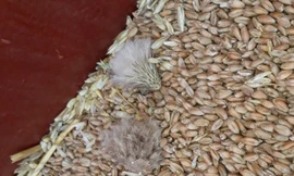 Cỏ kế đồng vừa được cơ quan kiểm dịch Việt Nam phát hiện đang gây thiệt hại hàng trăm triệu USD mỗi năm cho sản xuất nông nghiệp tại Mỹ.