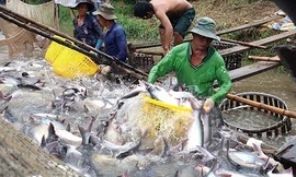 Mỹ đang áp đang mức thuế chống bán phá giá cao kỷ lục với cá tra của Việt Nam