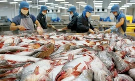 Vasep cho rằng, xuất khẩu cá tra qua đường tiểu ngạch đi Trung Quốc có thể gây những hệ lụy xấu lên ngành hàng này