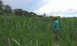 Sử dụng nước thải sau Biogas để tưới cho cỏ mang lại hiệu quả kinh tế cao ở mô hình Lcasp – Sóc Trăng