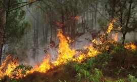 Một rừng thông hàng chục năm tuổi ở xã Diễn Yên, huyện Diễn Châu, Nghệ An bốc cháy